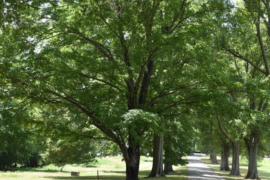 Fair Oaks- The Estates
