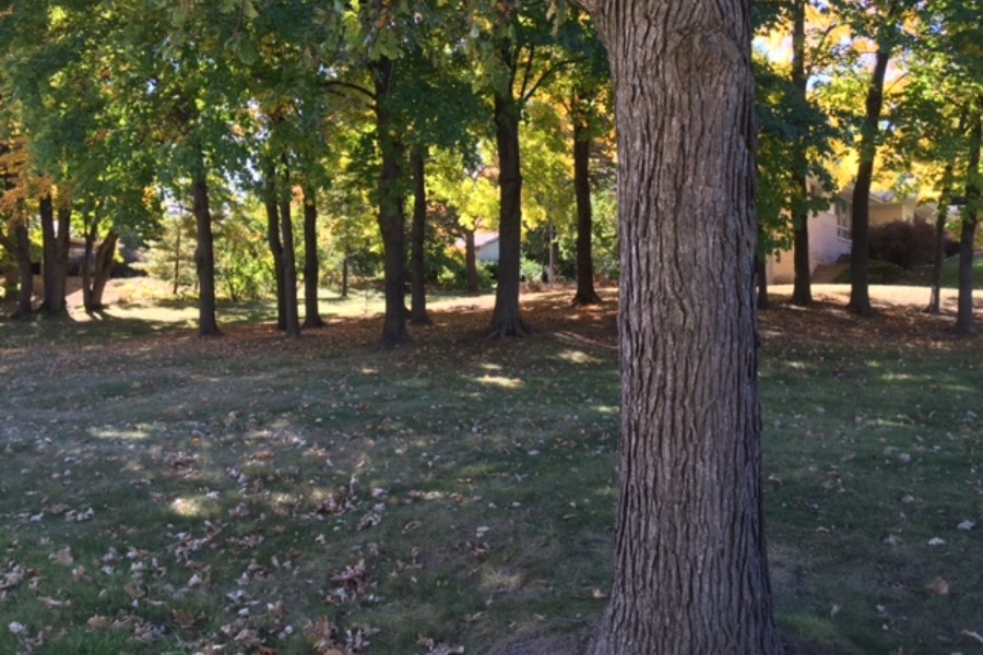 Benson Oak Grove