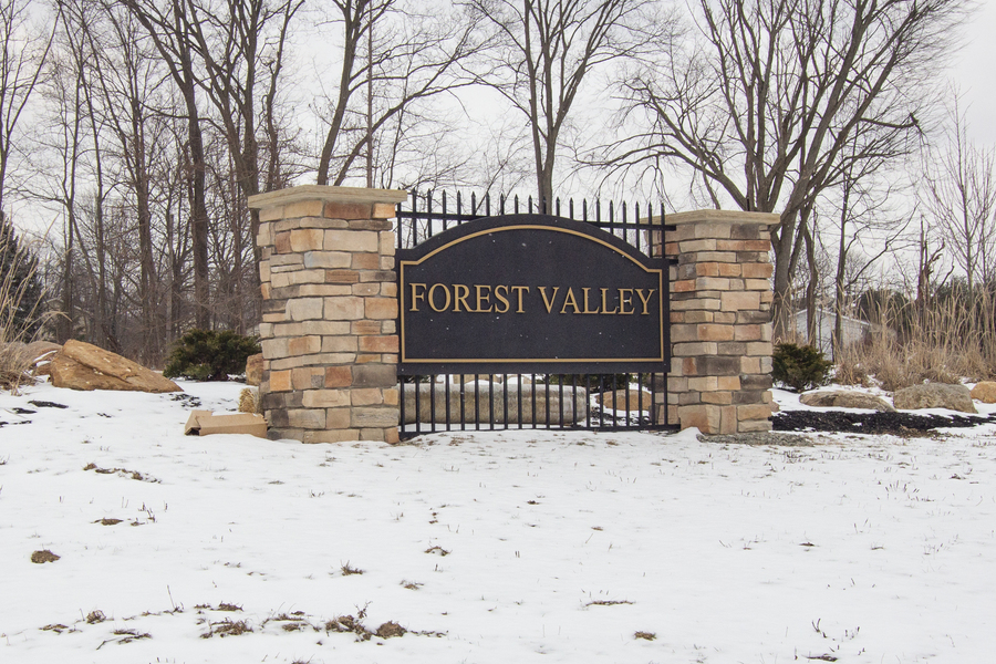 Forest Valley