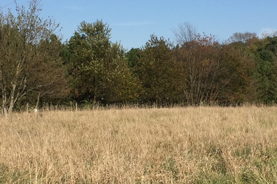 White Oaks