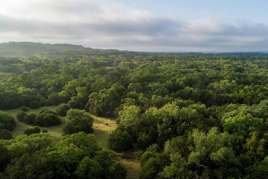 Belle Oaks