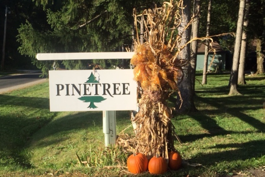 Pinetree